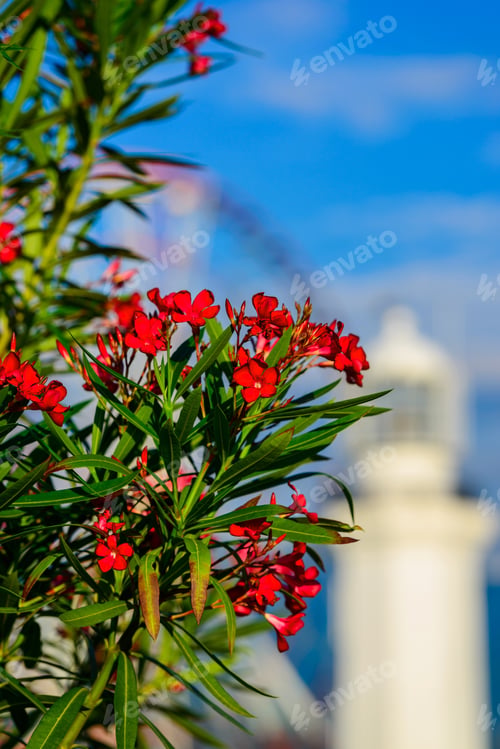 Preview: Beautiful Nerium Oleander In Bloom With Amazing Bokeh Background, Batumi, Georgia