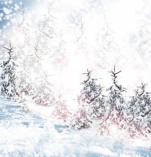 Preview: Christmas Card. Winter Forest. Winter Landscape.