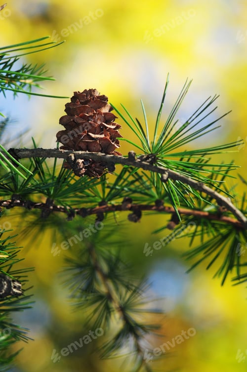 Preview: Pine Tree Branch With Cone On Bokeh Nature Background