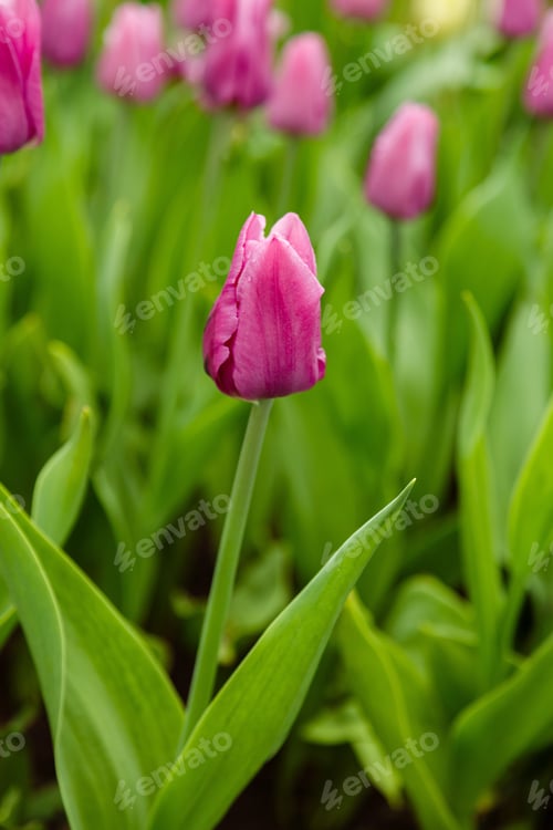 Preview: Flowering Pink Tulips In The Spring Garden. Growing Of Bulbous Plants. Variety Of Dutch Selection