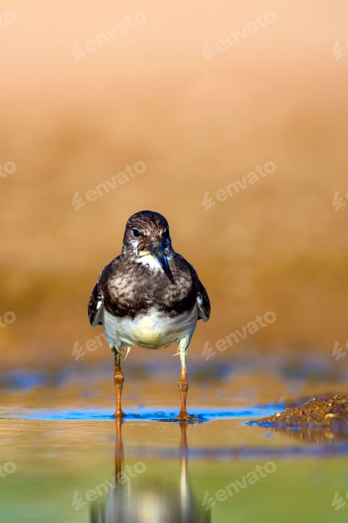 Preview: Cute Water Bird. Common Bird Ruddy Turnstone. Colorful Nature Background. Bird: Ruddy Turnstone