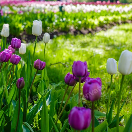 Preview: Spring Blooming Tulip Flowrs Blossom Scene. Tulips In Spring Blooming Garden. Tulip Festival In