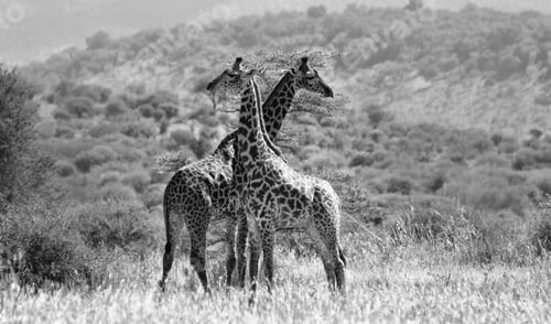 Aperçu: Giraffes In The Serengeti National Park, Tanzania