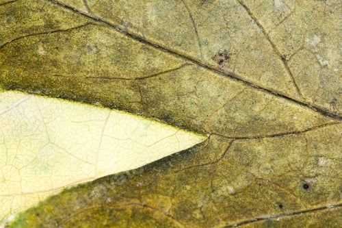 Preview: Autumnal Dried Leaves - Texture
