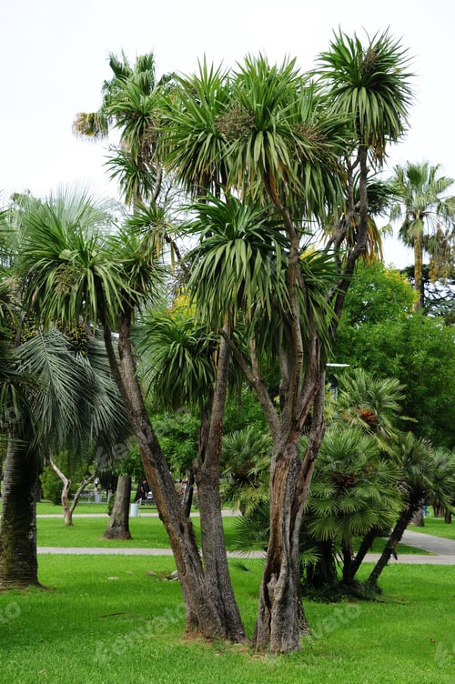 Preview: Cordyline Australis In Batumi Youth Park