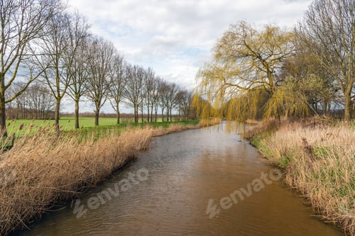 Preview: Overview Over A Small Dutch River In The Spring Season. De Reed Stems Are Still Yellow And The Most