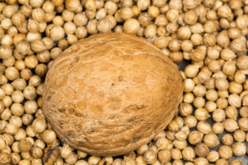 Preview: Coriander Seeds Background With Half Of Walnut On Black Background