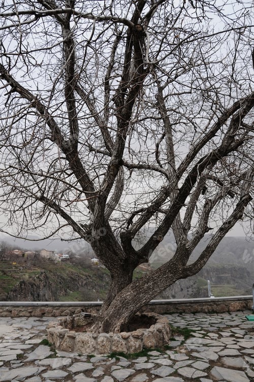 Preview: Bare Tree On Natural Background