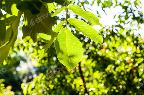 Preview: Green, Abstract Composition With Leaf Texture