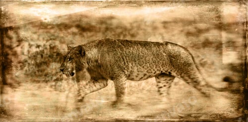 Preview: Vintage Style Image Of An African Lion In The Lake Nakuru National Park, Kenya