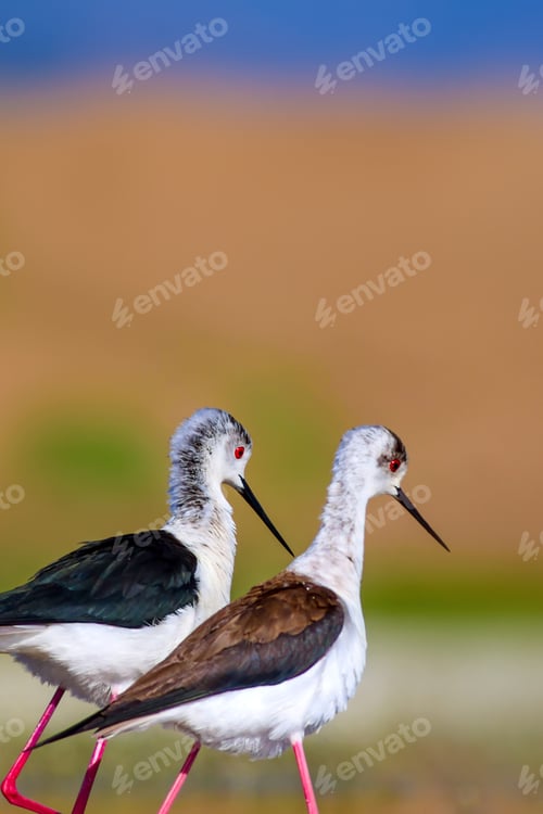Preview: Cute Bird'S Mating. Common Water Birds. Bird; Black Winged Stilt. Himantopus Himantopus. Colorful