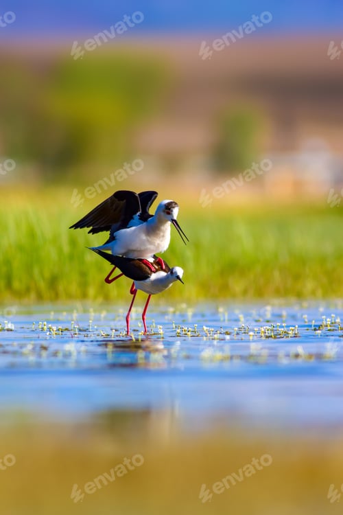 Preview: Mating Birds. Green Nature Background. Birds: Black Winged Stilt