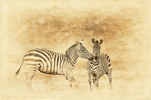 Preview: Vintage Style Image Of Zebras In The Lake Nakuru National Park In Kenya, Africa