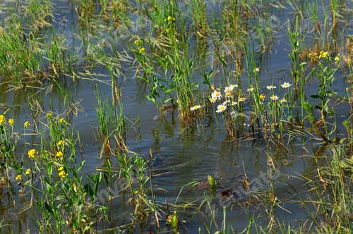 Preview: Pond Water With Wildflowers