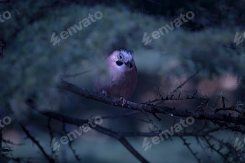 Preview: Eurasian Jay. Garrulus Glandarius. Cold Colors Nature Background.