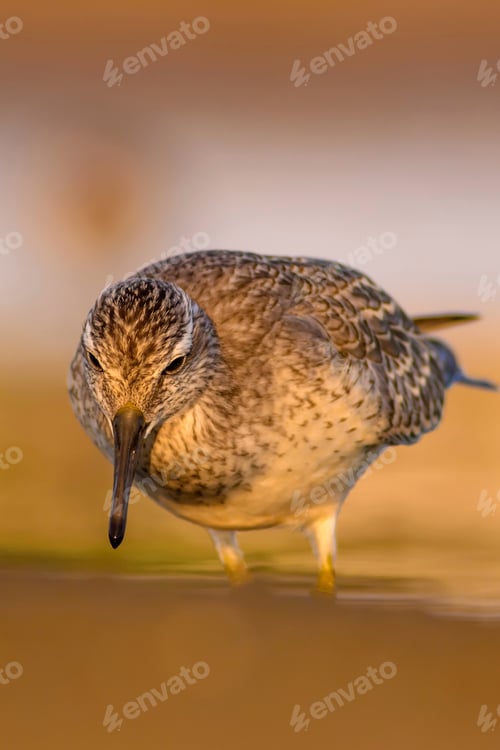 Preview: Water Bird And Habitat. Natural Background. Bird: Red Knot. Calidris Canutus.