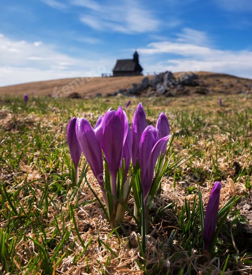 Preview: Spring Crocus At Velika Planina In Slovenia With Old Shepherd Cottages All Around.