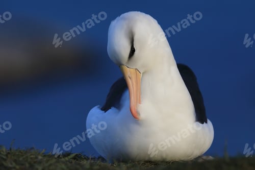 Preview: Black-Browed Albatros ( Thalassarche Melanophris ) Or Mollymawk Helgoland Island Germany