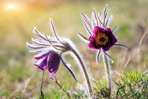 Preview: Two Pasque Flowers In Spring Time On Meadow, Soft Focus Photo