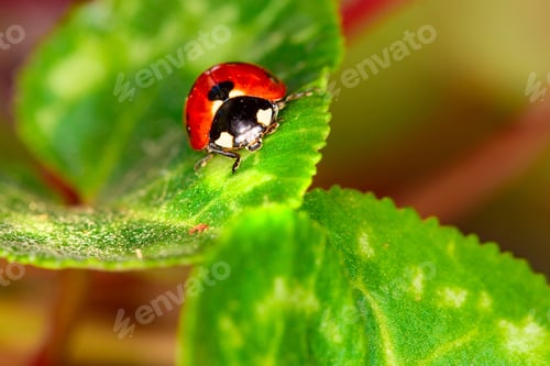 Preview: Cute Lady Bird. Natural Red Background. Ladybug.
