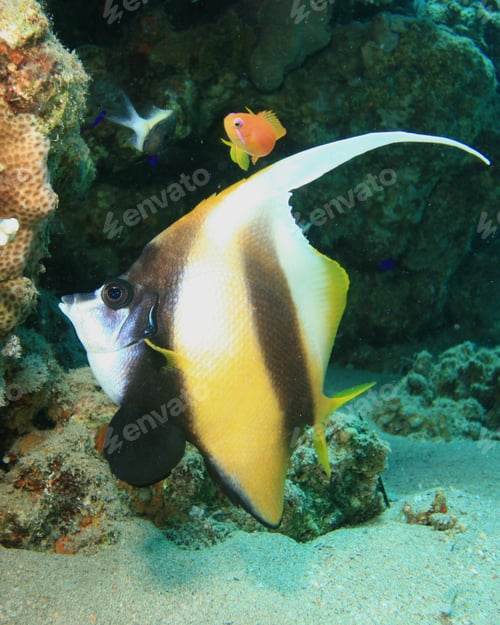 Preview: Red Sea Bannerfish (Heniochus Intermedius)