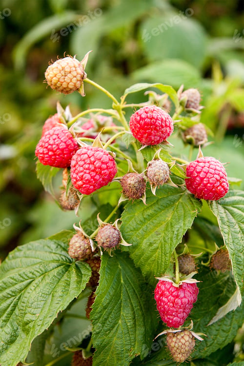 Preview: Lots Of Red Ripe Raspberries On A Bush. Close Up Of Fresh Organic Berries With Green Leaves On