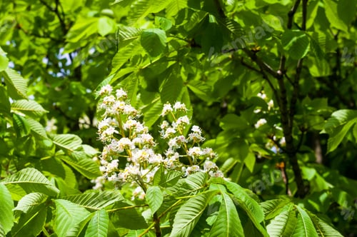 Preview: Flowering Branches Of Chestnut Castanea Sativa Tree, And Bright Blue Sky