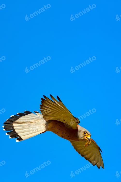Preview: Flying Falcon With Hunt. Blue Sky Background. Bird: Lesser Kestrel. Falco Naumanni.