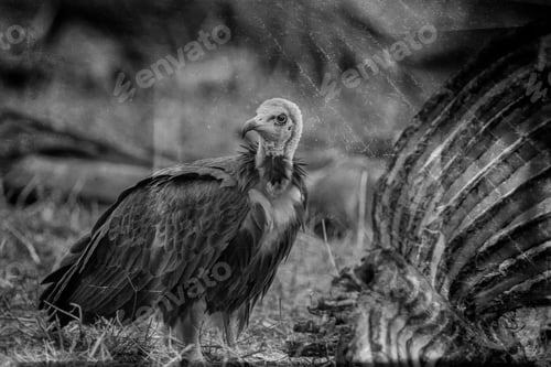 Preview: Vultur In The Etosha National Park, Namibia, Vintage Style