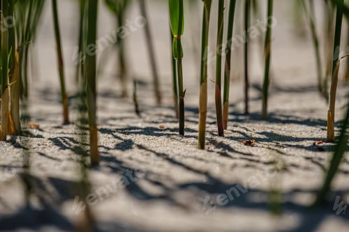 Preview: Close Up Macro Image Of Grass Bents On Sea Beach White Sand. Nature Detail Abstract Pattern