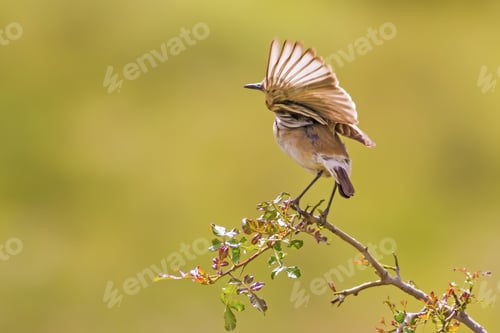 Preview: Cute Little Bird. Green Nature Background. Bird: Isabelline Wheatear. Oenanthe Isabellina.