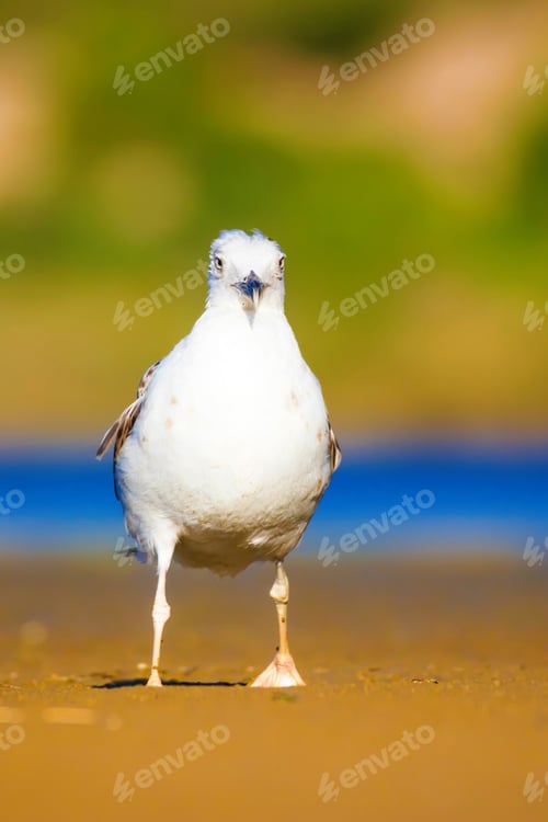 Preview: Cute Bird Seagull. Blue, Yellow, Green Nature Background. Yellow Legged Gull / Larus Michahellis