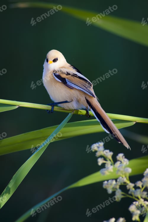 Preview: Cute Bird. Green Nature Background. Bearded Reedling / Panurus Biarmicus