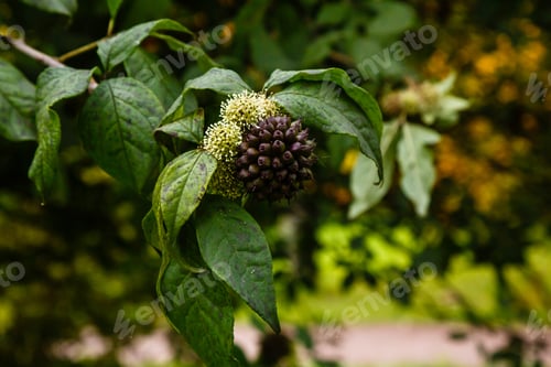 Preview: Berries Of Eleutherococcus Senticosus. Eleutherococcus Is A Genus Of Plants Of The Aralii Family