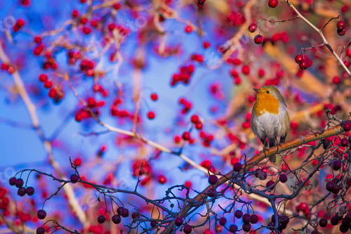 Preview: Cute Bird Robin. Colorful Nature Background European Robin / Erithacus Rubecula