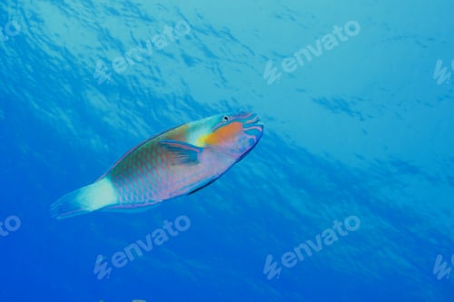Preview: Bullethead Parrotfish (Chlorurus Sordidus)