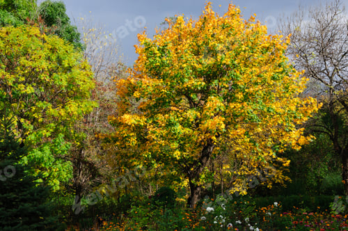 Preview: Maple Tree In Autumn Colors
