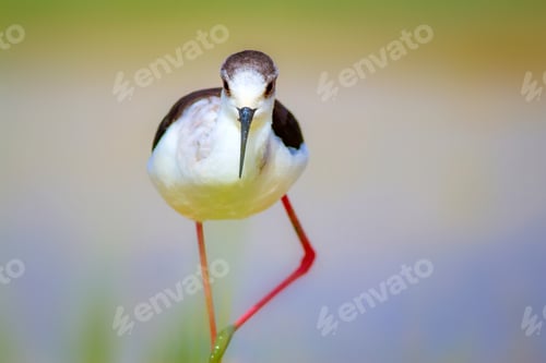 Preview: Cute Water Bird. Natural Background.