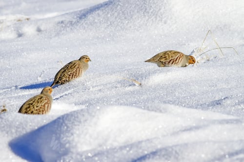 Preview: Partridge. Winter Nature Background. Bird: Grey Partridge. Perdix Perdix.