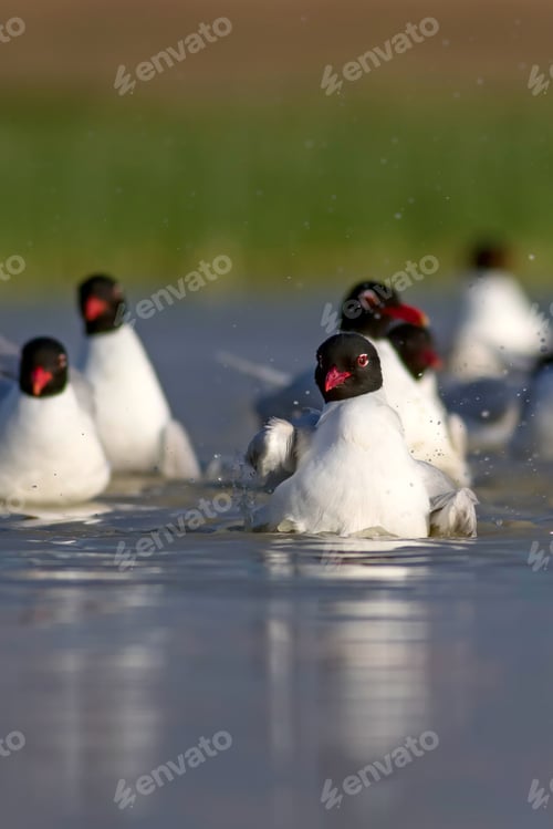 Preview: White Gulls. Blue Green Nature Background. Bird: Mediterranean Gull. Ichthyaetus Melanocephalus.