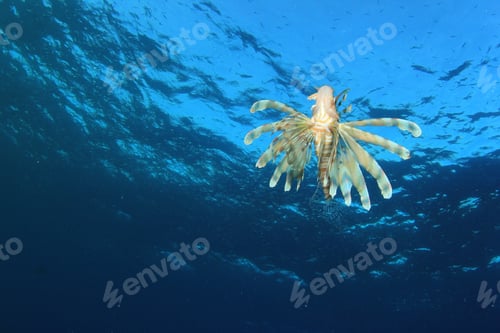 Preview: Lionfish In Blue Water