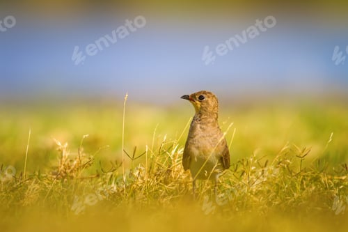 Preview: Cute Bird. Collared Pratincole / Glareola Pratincola
