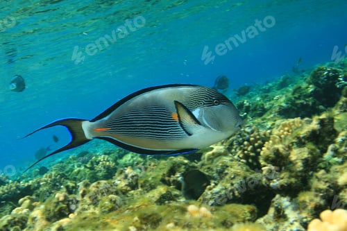 Preview: Sohal Surgeonfish (Acanthurus Sohal)