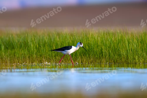 Preview: Cute Water Bird. Colorful Nature Background. Bird: Black Winged Stilt