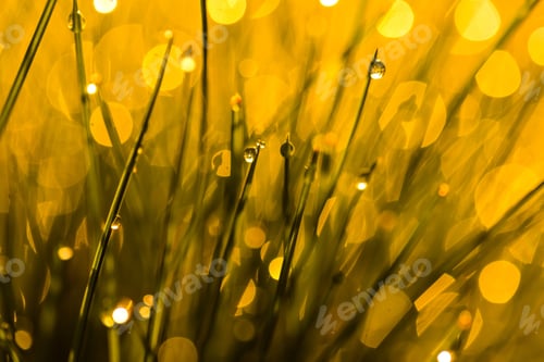 Preview: Wet Grass With Morning Dew Macro. Close Up Of Water Droplets On Grass.