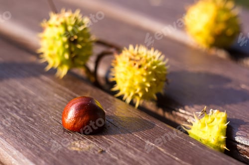 Preview: Horse Chestnut Buckeye Conker On A Wooden Surface, Autumn Background, Close Up