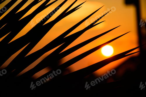 Preview: Silhouette Of Palm Leaves Against The Backdrop Of The Setting Sun