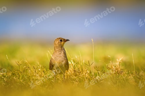 Preview: Cute Bird. Collared Pratincole / Glareola Pratincola