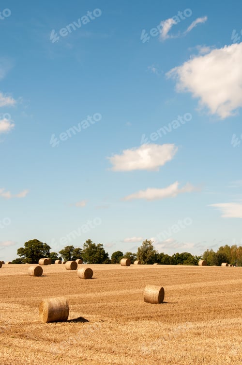 Preview: Straw Bales In The Summertime Countryside Of England.