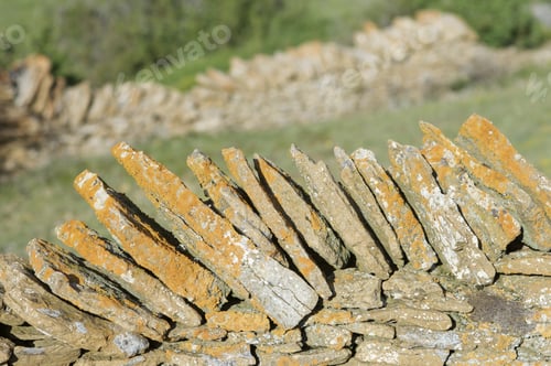 Preview: Stone Wall With Orange Lichen